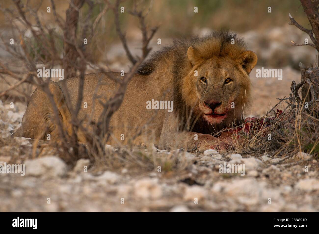 Der Löwe ernährt sich von einem Springbock Stockfoto