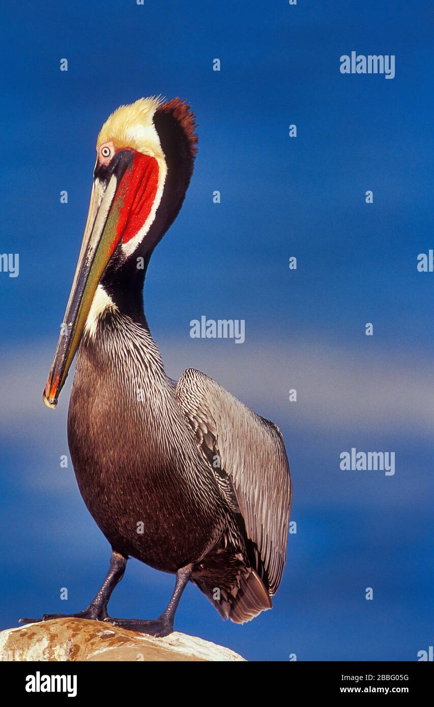Brown Pelican, Pelecanus occidentalis californicus, männlich mit rotem Brutgefieder-Rotbeutel, La Jolla, Kalifornien, USA Stockfoto