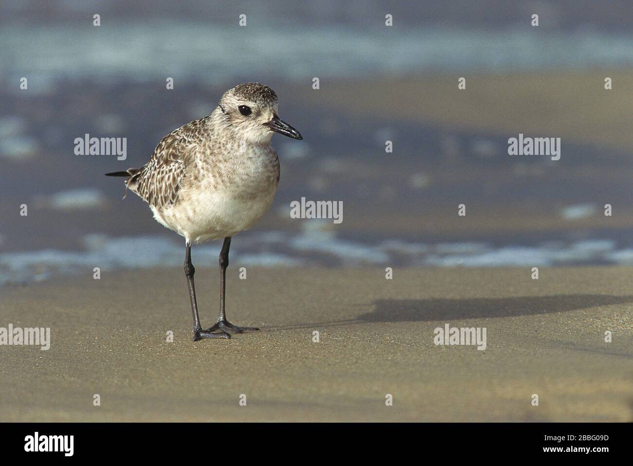 Black belogen Plover, Pluvialis squatarola, La Jolla Beach, Kalifornien, USA Stockfoto