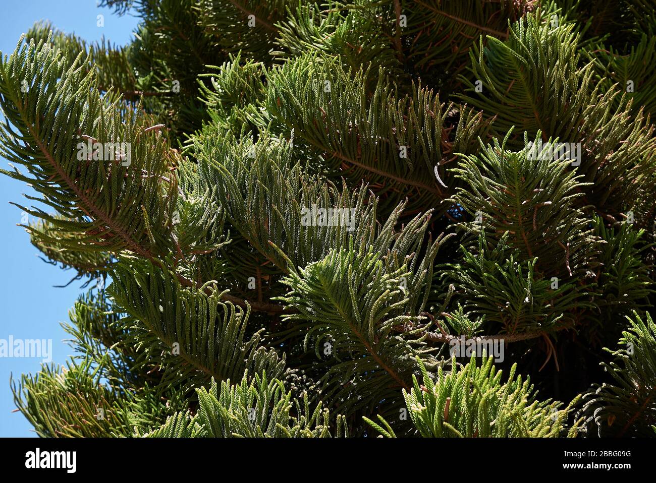 Aracaria heterophylla immergrüne Laube Stockfoto
