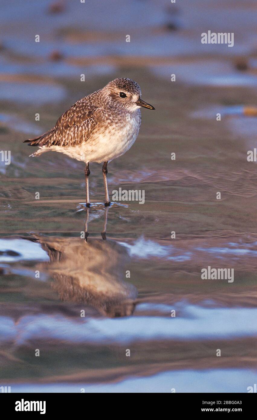 Black belogen Plover, Pluvialis squatarola, La Jolla Beach, Kalifornien, USA Stockfoto