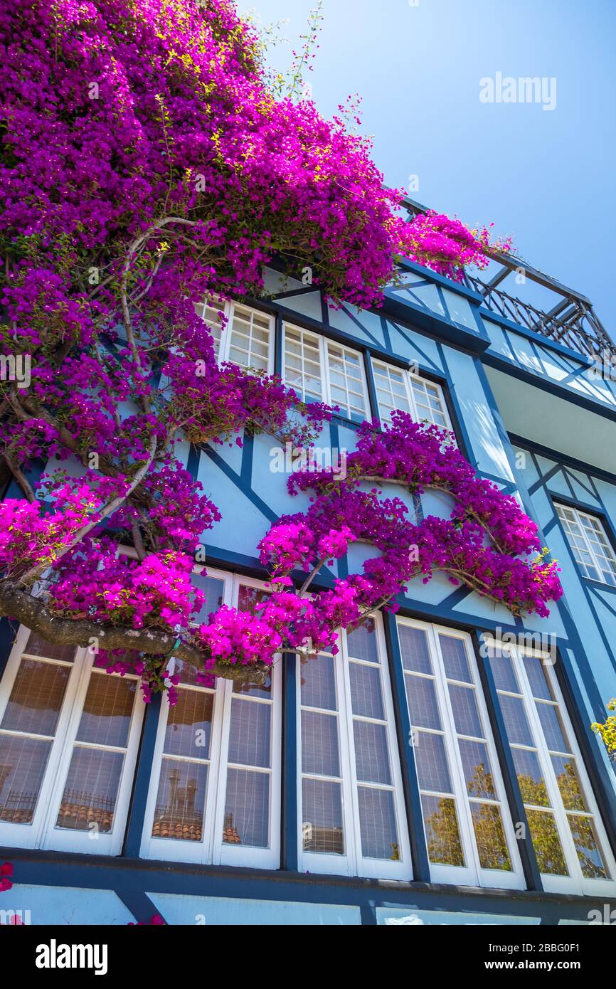 San francisco lombard street flowers Fotos und Bildmaterial in hoher