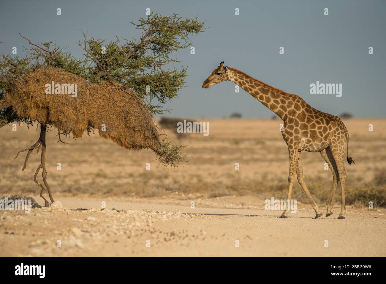 Giraffe ernährt sich von Bäumen mit massivem sozialen Webervogelnest Stockfoto