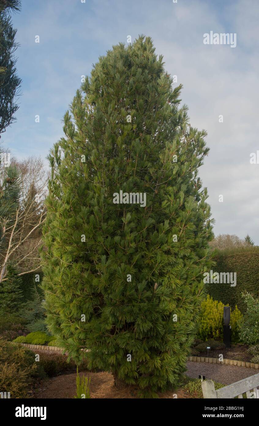 Eastern White Pine (Pinus strobus 'Densa') in einem Wintergarten im ländlichen Devon, England, Großbritannien Stockfoto Eastern White Pine (Pinus strobus 'Densa') in einem Wintergarten im ländlichen Devon, England, Großbritannien Stockfoto