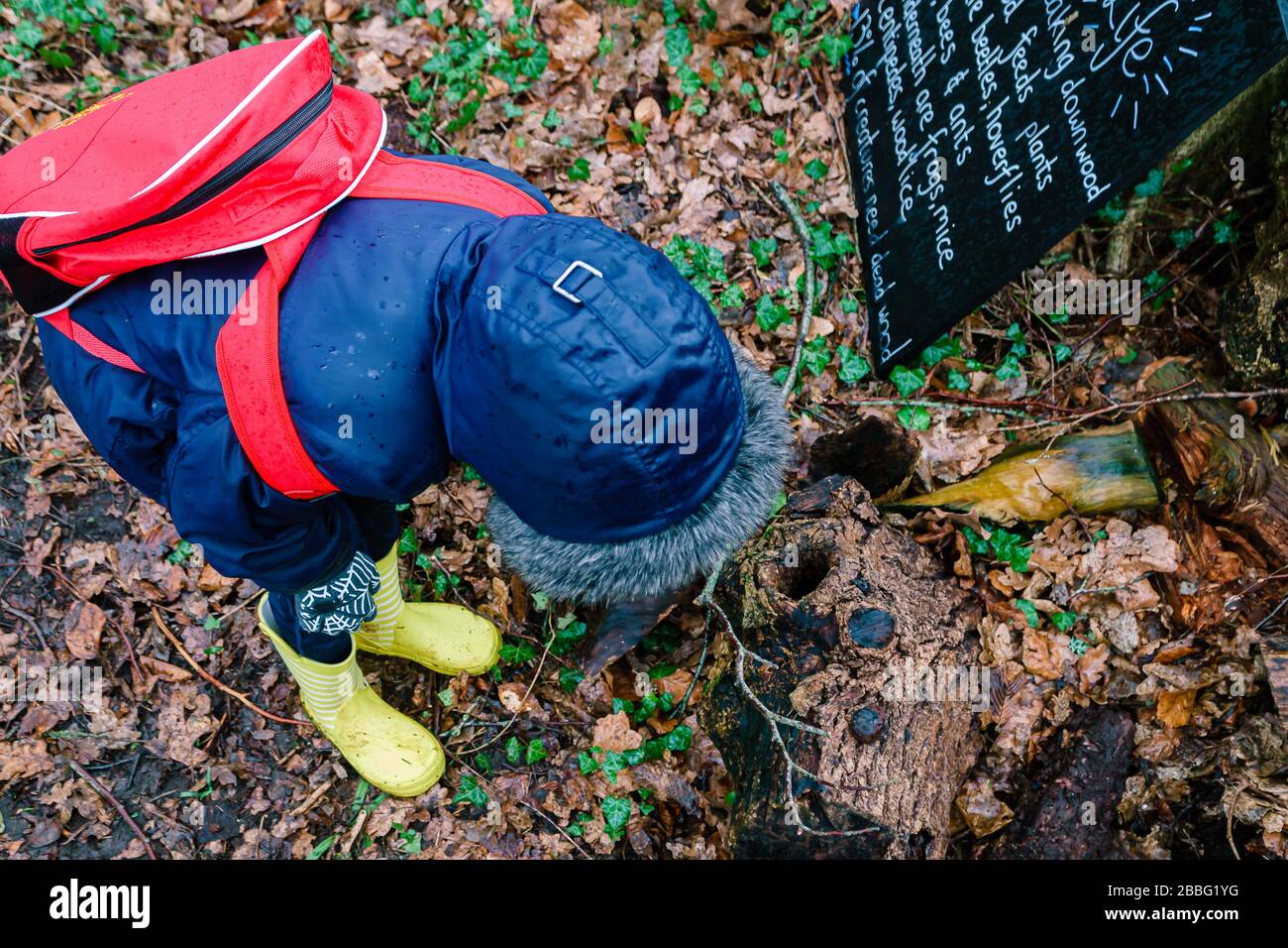 Junge auf der Suche nach Kleintieren auf einer Insektenjagd, Oxfordshire, Großbritannien Stockfoto