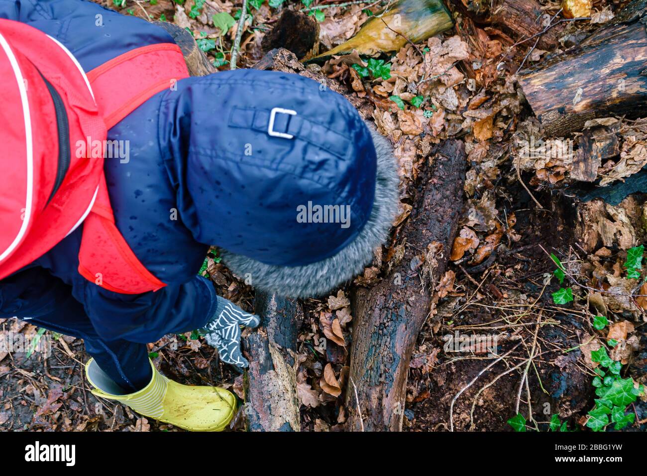 Junge, die auf einer Bug-Jagd nach Minibeasten suchen Stockfoto