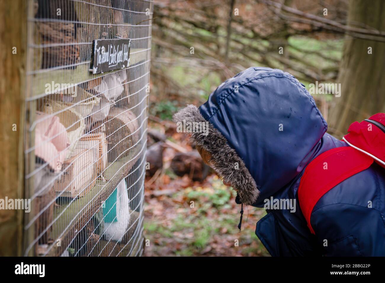Kaukasischer Junge auf der Suche nach Insekten in einem Wald, Oxfordshire, Großbritannien Stockfoto