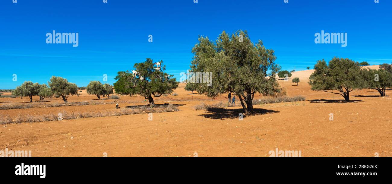 Ziegen kletterten auf einen Baum und essen Blätter, Essaouira, Marokko. Platz für Text kopieren Stockfoto