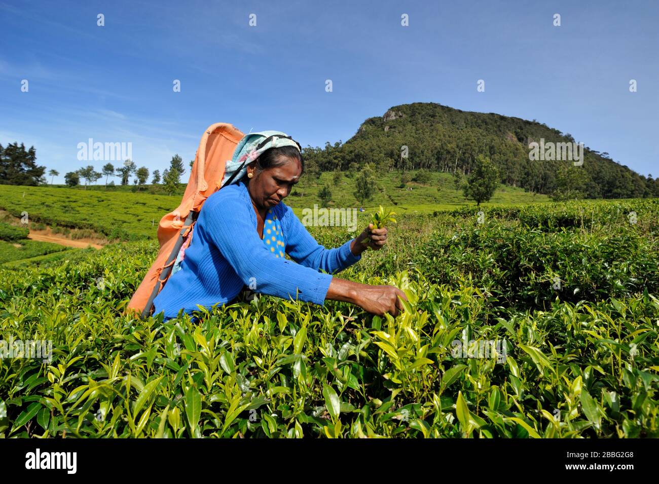 Sri Lanka, Nuwara Eliya, Teeplantage, Tamil-Frau, die Teeblätter pflückt Stockfoto