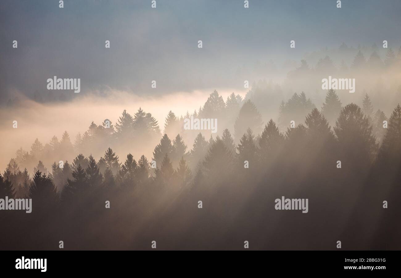 Der Cansignio Nadelwald. Sonnenlicht bei Sonnenaufgang, Lichtstrahlen auf Bäumen durch den Nebel. Eindrucksvolle Berglandschaft. Prealpi Venete, Italien. Stockfoto