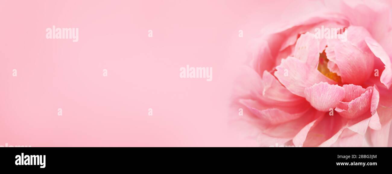 Schöne Pfirsich Blume auf weißem Hintergrund. Rosafarbene Blume auf Rosenhintergrund. Tag Der Glücklichen Mütter. Stockfoto