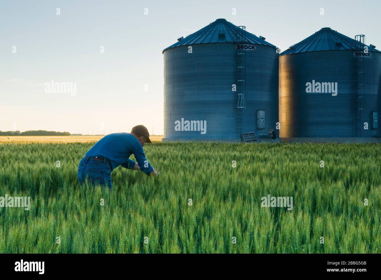 Ein Bauer betrachtet Frühlings-Weizen mit mittlerem Wachstum, seine Getreidespeicher sind im Hintergrund, in der Nähe von Dugald, Manitoba, Kanada Stockfoto