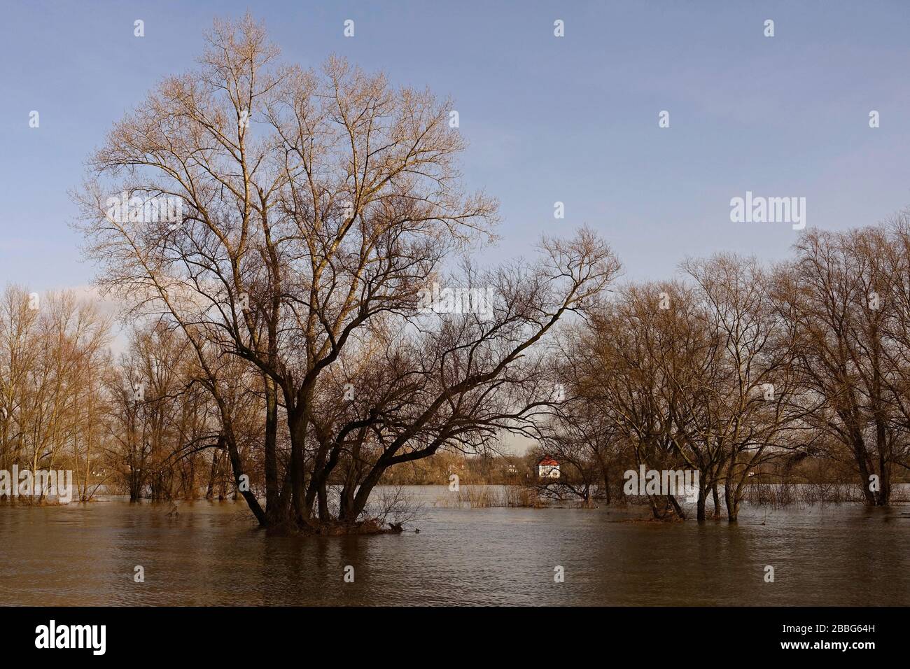 Teilweise untergetauchte Bäume umgeben von Hochwasserwasser am Rhein nahe Düsseldorf, Niederrheingebiet, Deutschland. Stockfoto