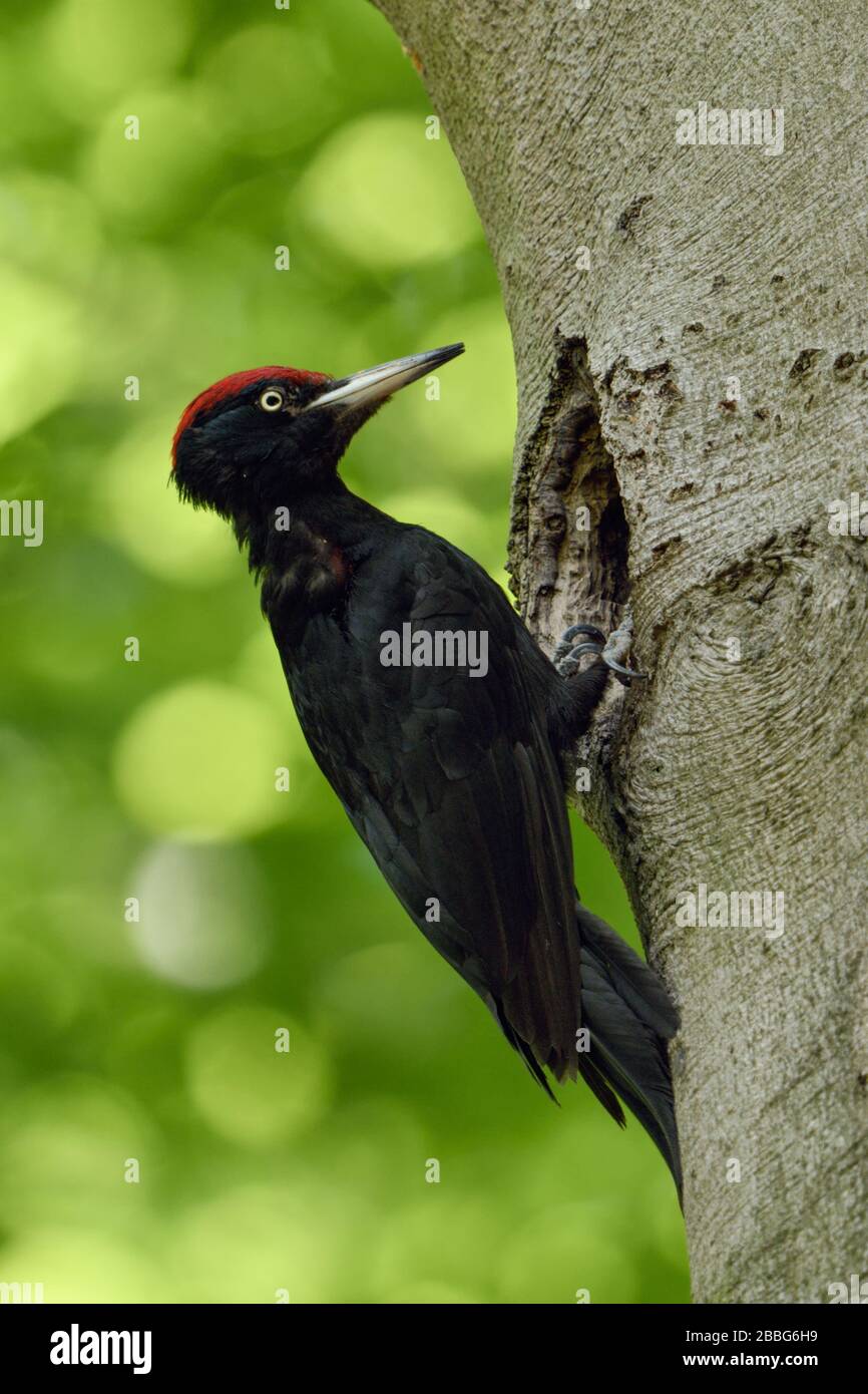 Black Woodpecker ( Dryocopus martius ) ist ein ausgewachsenes Männchen auf Baumstamm im Wald, das vor Hohlraum, Nestloch, Tierwelt, Europa thront. Stockfoto