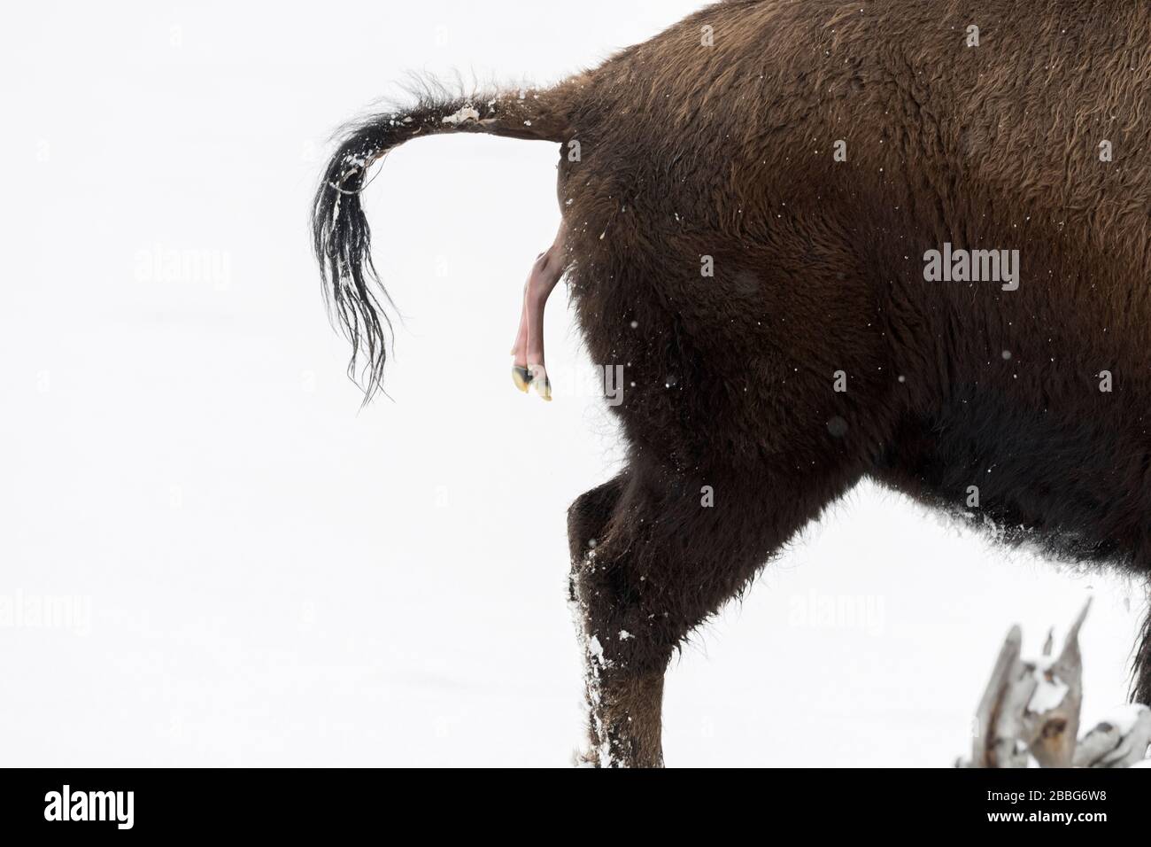 Amerikanischer Bison / Amerikanischer Bison (Bison Bison) gebiert ein Kalb in Winter, abortive Geburt im Schnee, Nahaufnahme, Februar, Yellowstone NP, Angeles Stockfoto
