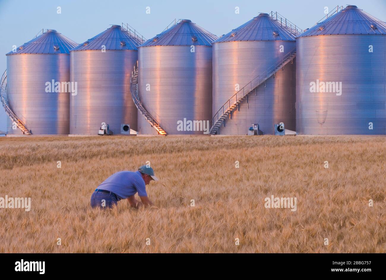 Ein Bauer untersucht reifen Winterweizen, Korntonnen im Hintergrund, in der Nähe von Holland, Manitoba, Kanada Stockfoto