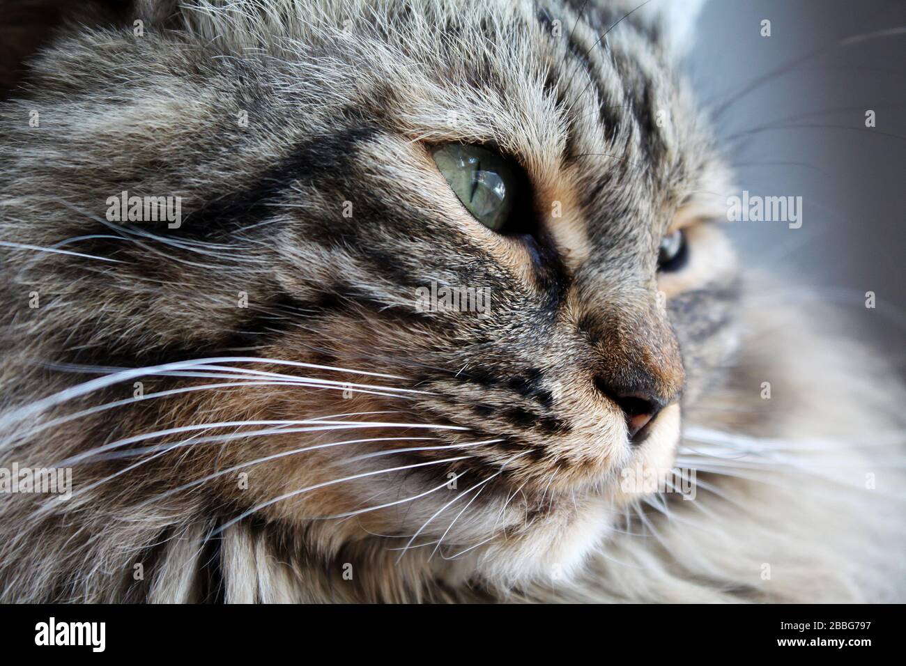 Heimisches Norwegisches Katzen-Porträt zu Hause in natürlichem Licht Stockfoto