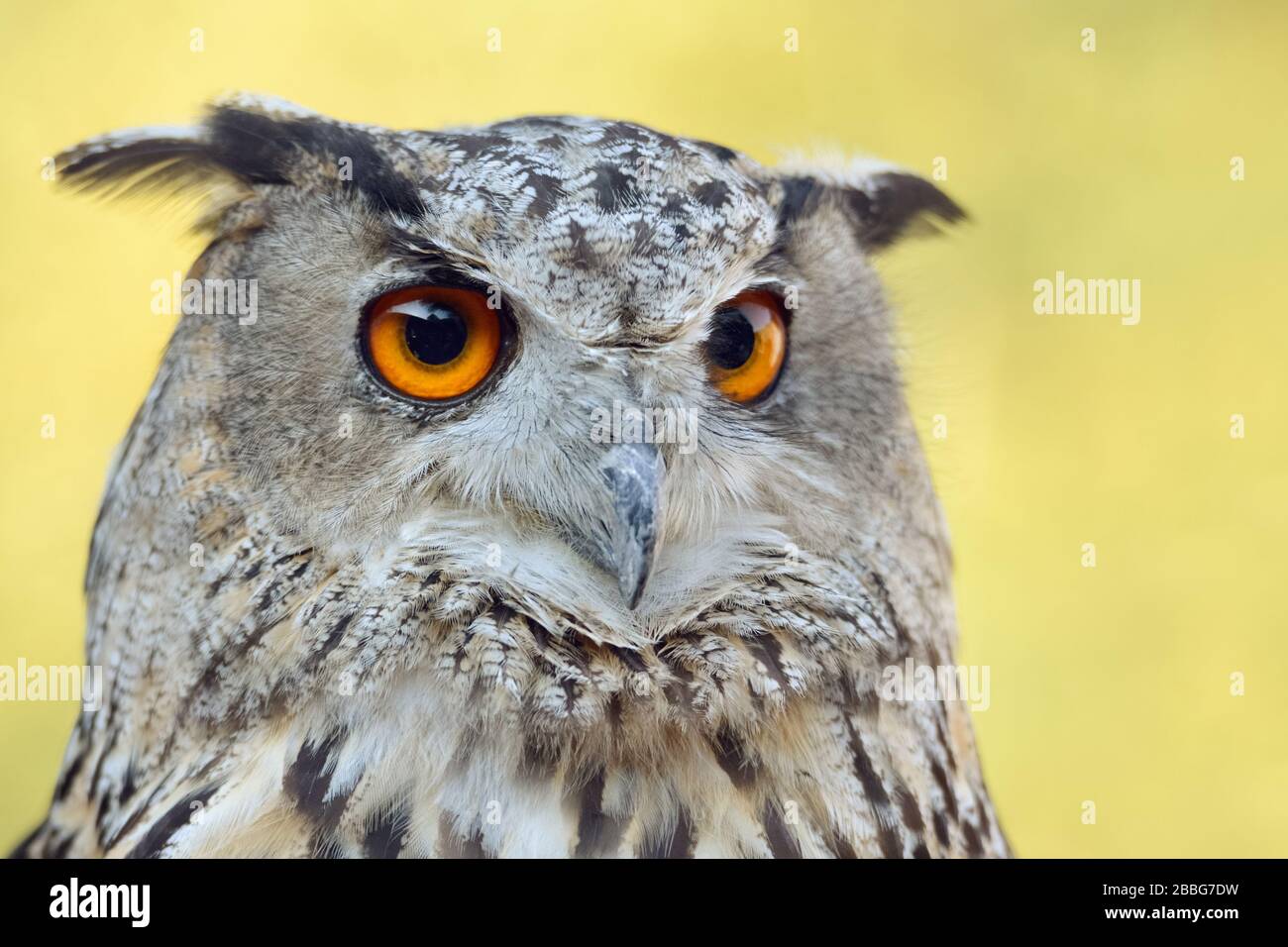 Eagle Owl (Bubo bubo), Eurasische Eagle-Owl, auch Northern Eagle Owl oder European Eagle-Owl genannt, Erwachsene, die meisten majestätischen Eulen, Europa. Stockfoto