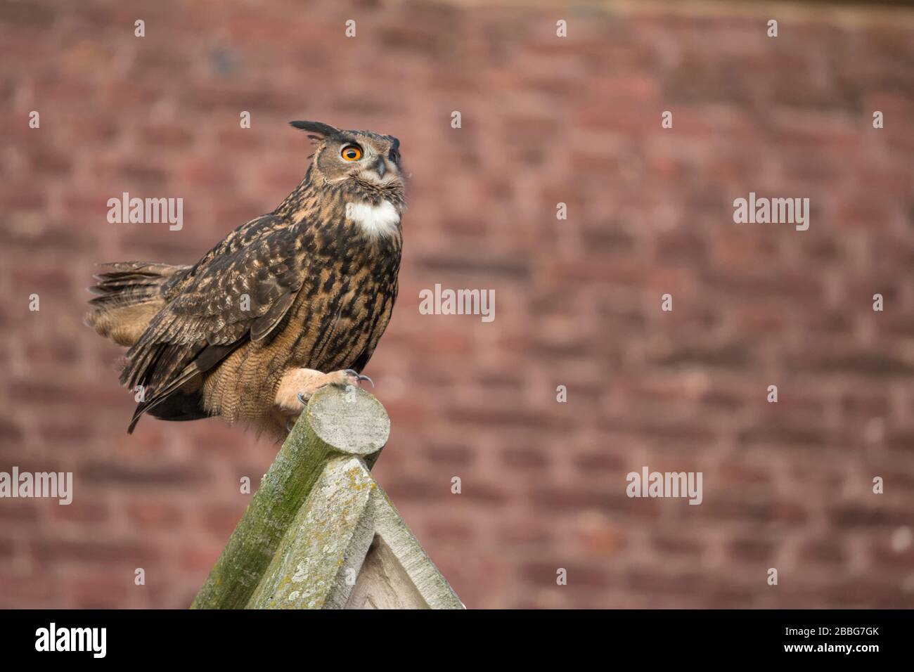 Eurasischer Adler-Eule/Uhu ( Bubo bubo ) Erwachsener Mann, oben auf einem Kirchengiebel, urbanes Umfeld, Höfling, Seitenansicht, Tierwelt, Europa. Stockfoto