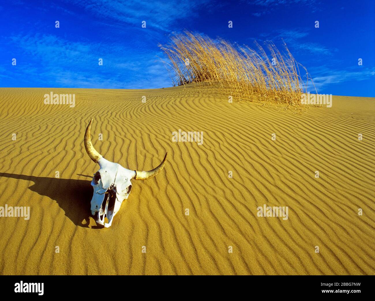 Spirit Sands, Spruce Woods Provincial Park, Manitoba, Kanada Stockfoto