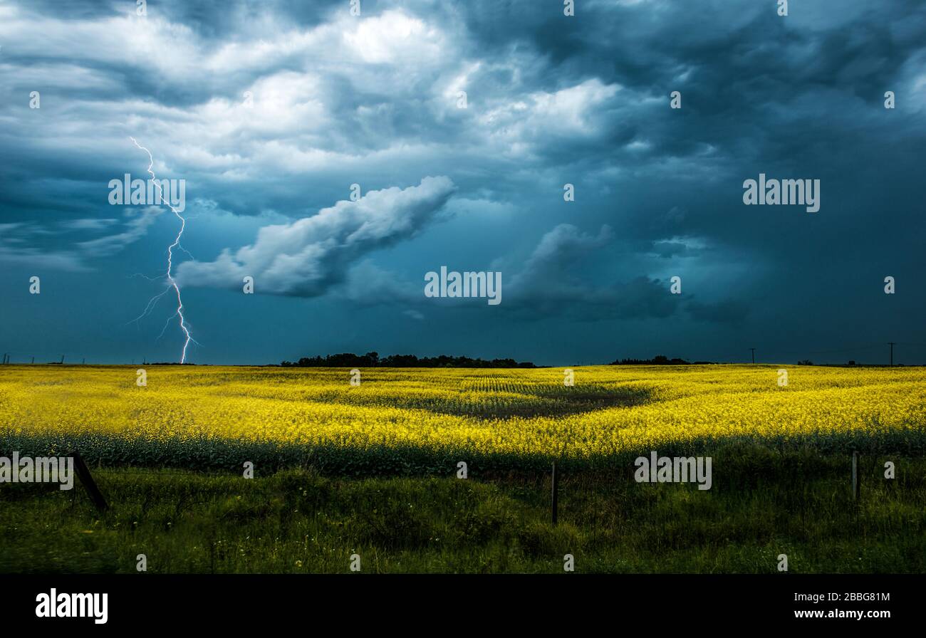 Sturm mit Blitzschlag über Rapsfeld im ländlichen Süden Manitobas Kanadas Stockfoto