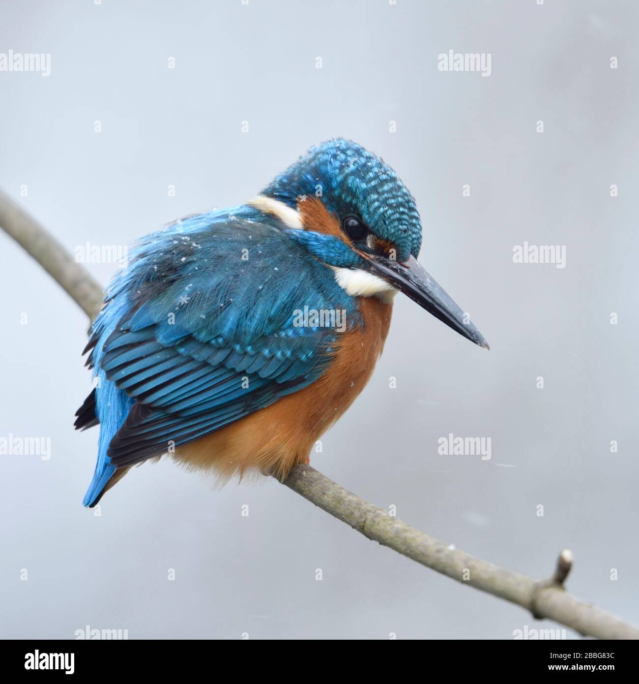Kingfisher/Eisvogel (Alcedo atthis), männlich im Winter auf einem Zweig mit Schneeflocken auf seiner Rückseite, Wildlife, Europa thront. Stockfoto