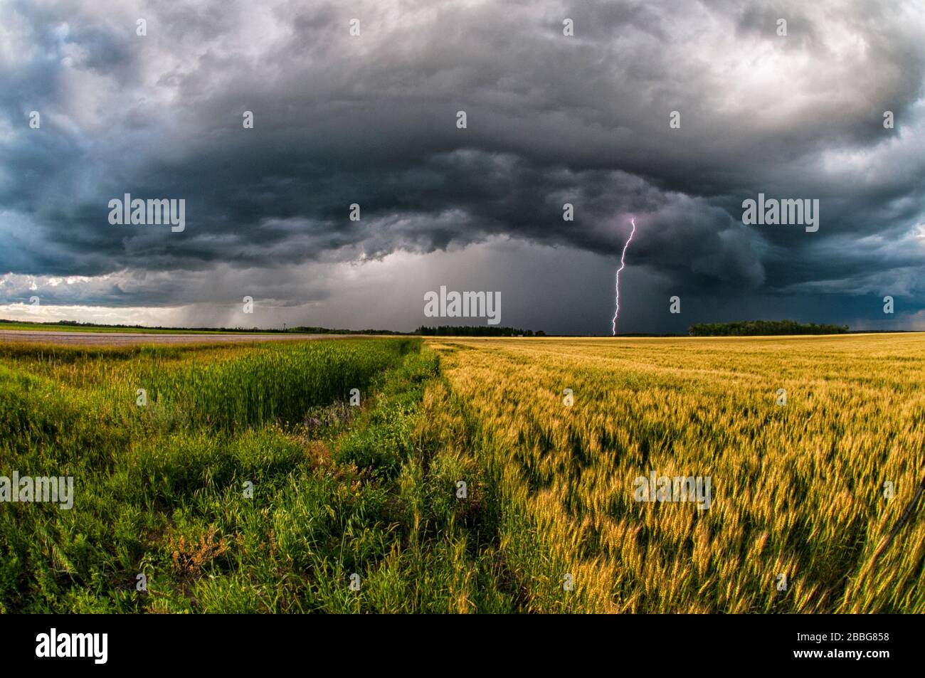 Sturm mit Blitzschlag über Weizenfeld im südlichen ländlichen Manitoba Kanada Stockfoto