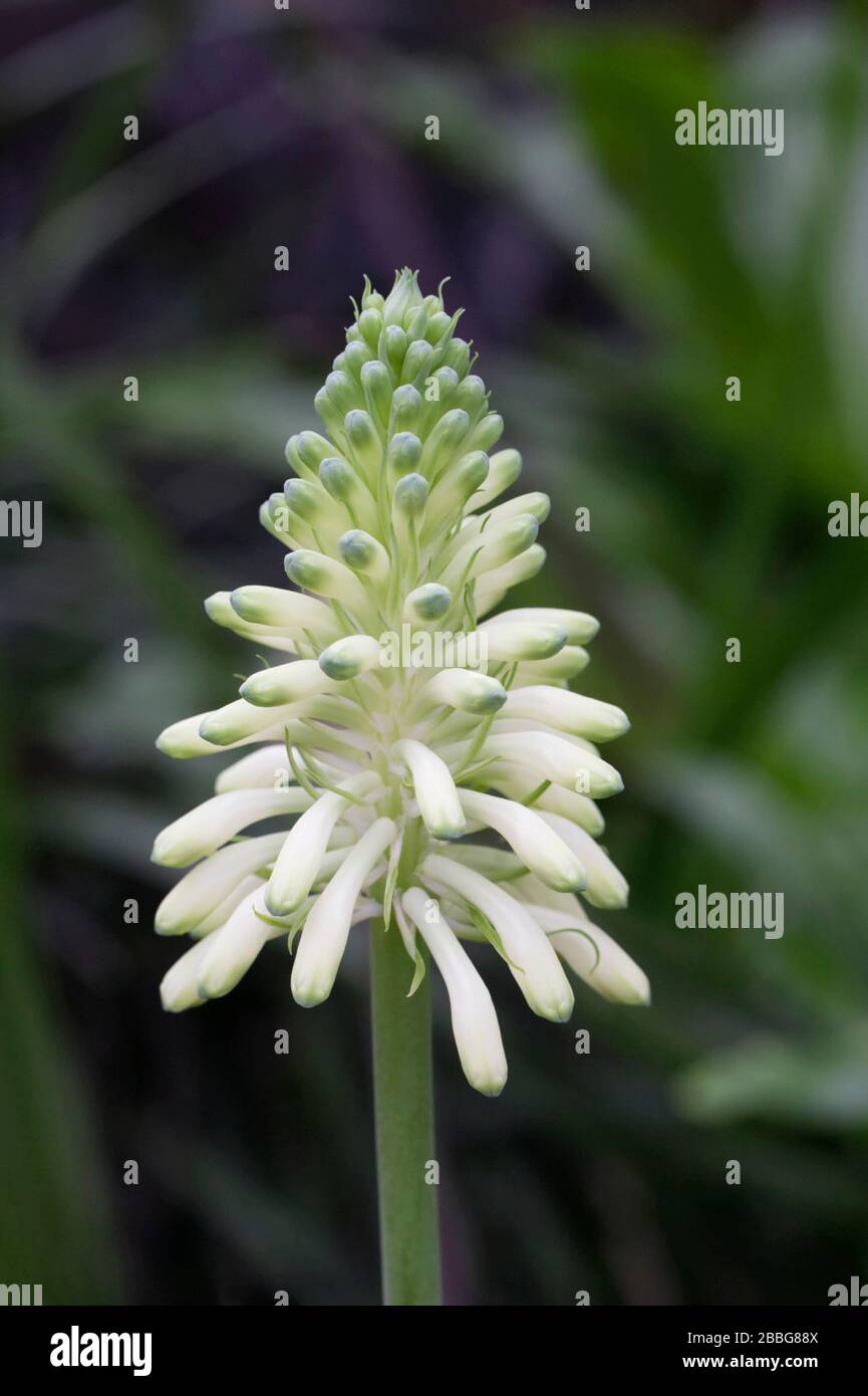 Veltheimia bracteata 'Lemon Flame' Blume. Stockfoto