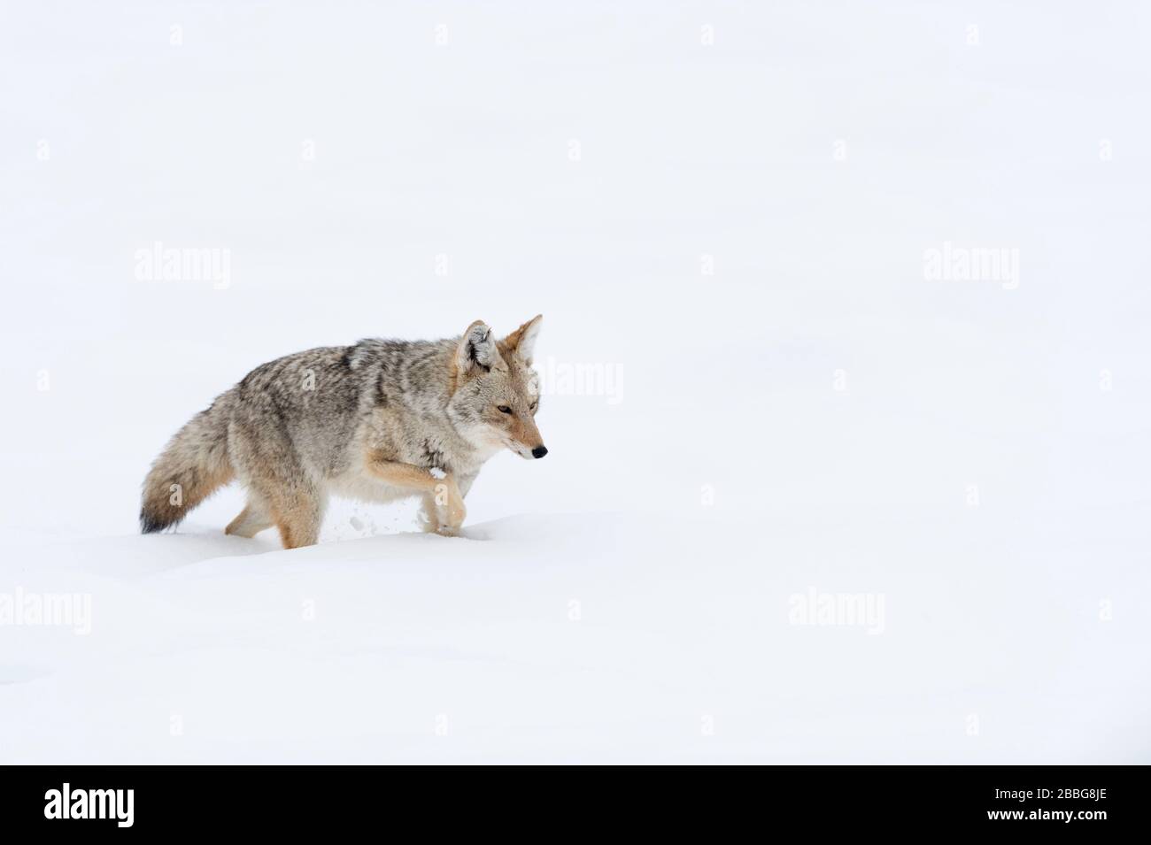 Kojote / Kojote (Canis Latrans) im Winter, Wandern durch den Tiefschnee, scheint erschöpft, Yellowstone Bereich, Wyoming, USA. Stockfoto