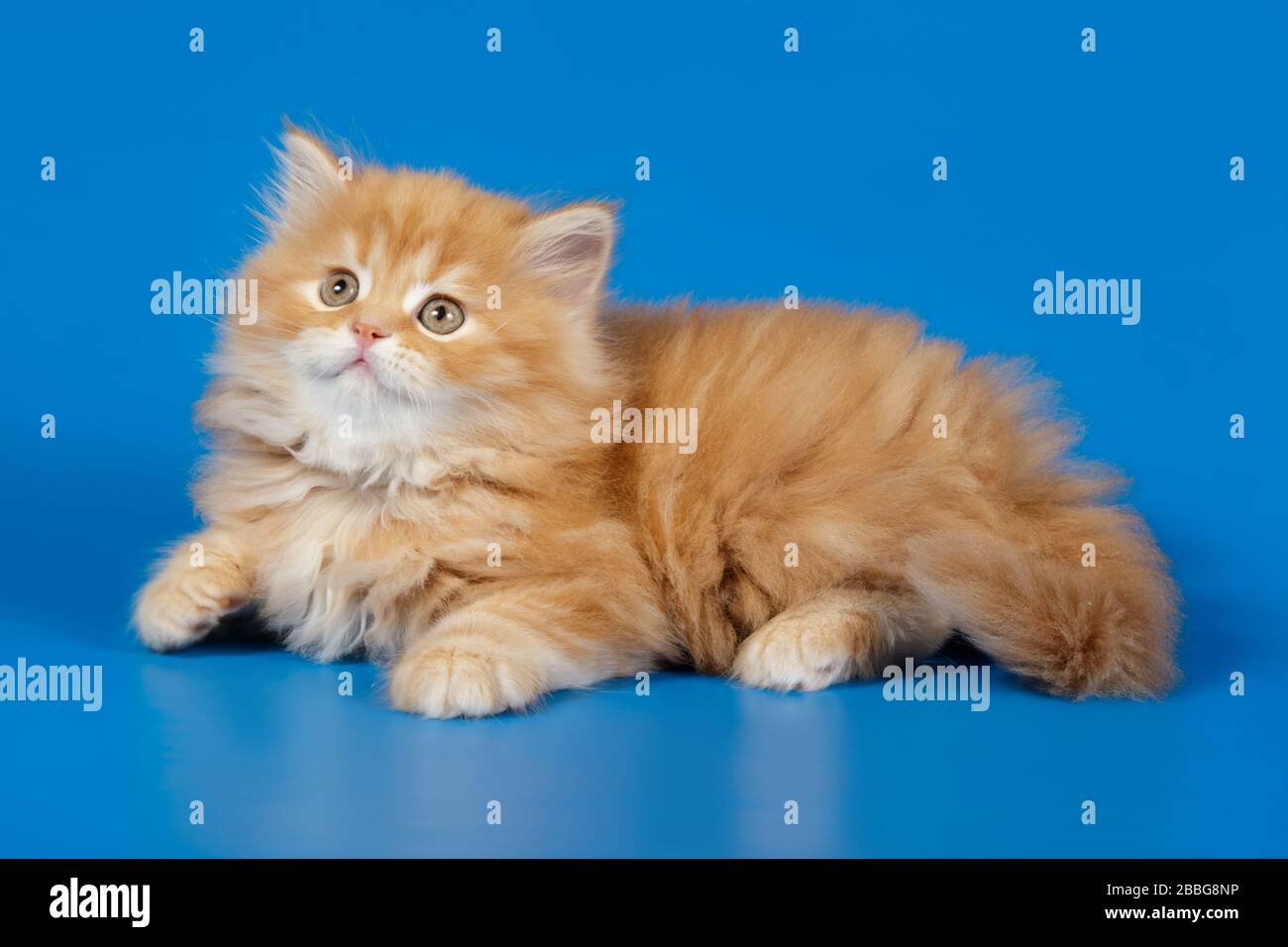 Studiofotografie von hochlandigen, geraden Katzen auf farbigen Hintergründen Stockfoto