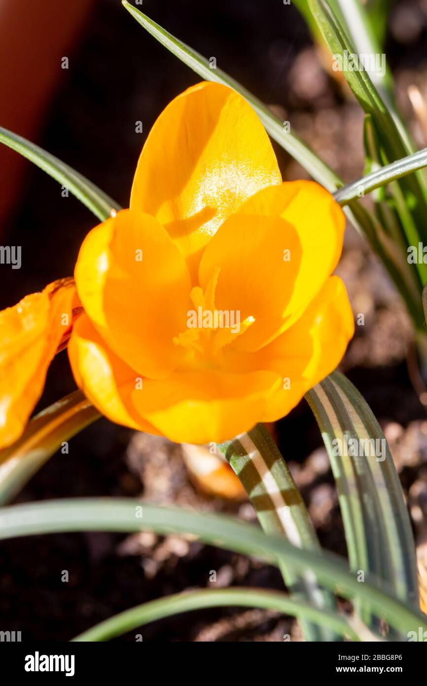 Crocus flavus, bekannt als gelber Krokus oder niederländischer gelber Krokus, Arten der blühenden Pflanze in der Gattung Crocus der Familie Iridaceen in einem Topf im Spross Stockfoto
