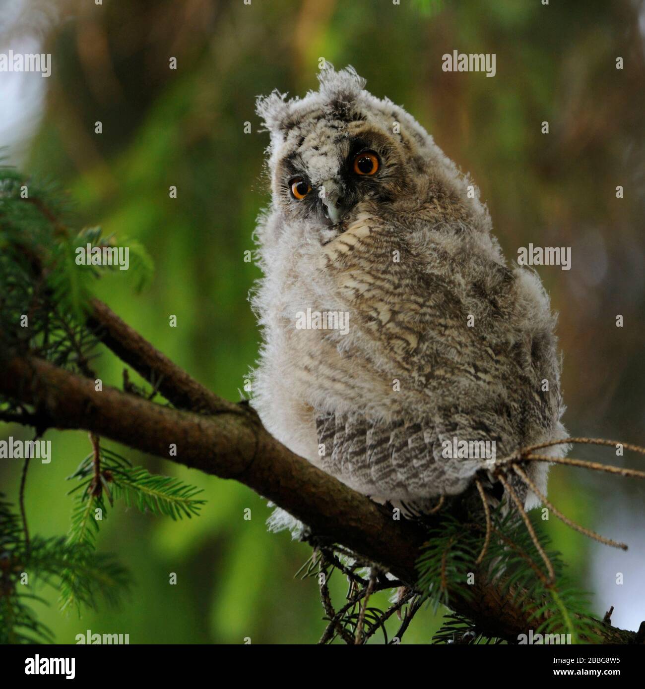 Lange eared owl/Waldohreule (Asio otus), jugendlich, Junge, in einem Baum gehockt, um Drehen, überrascht und aufmerksam beobachtet, sieht lustig, wildlif Stockfoto