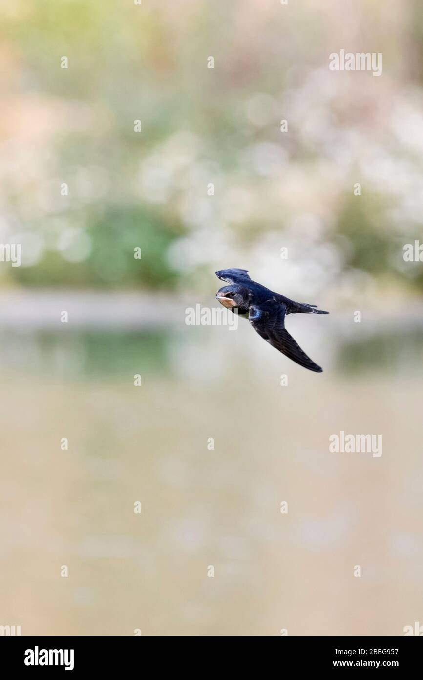 Rauchschwalbe/Rauchschwalbe (Hirundo rustica) im schnellen Flug, Jagd über Wasser, Wildnis, Europa. Stockfoto