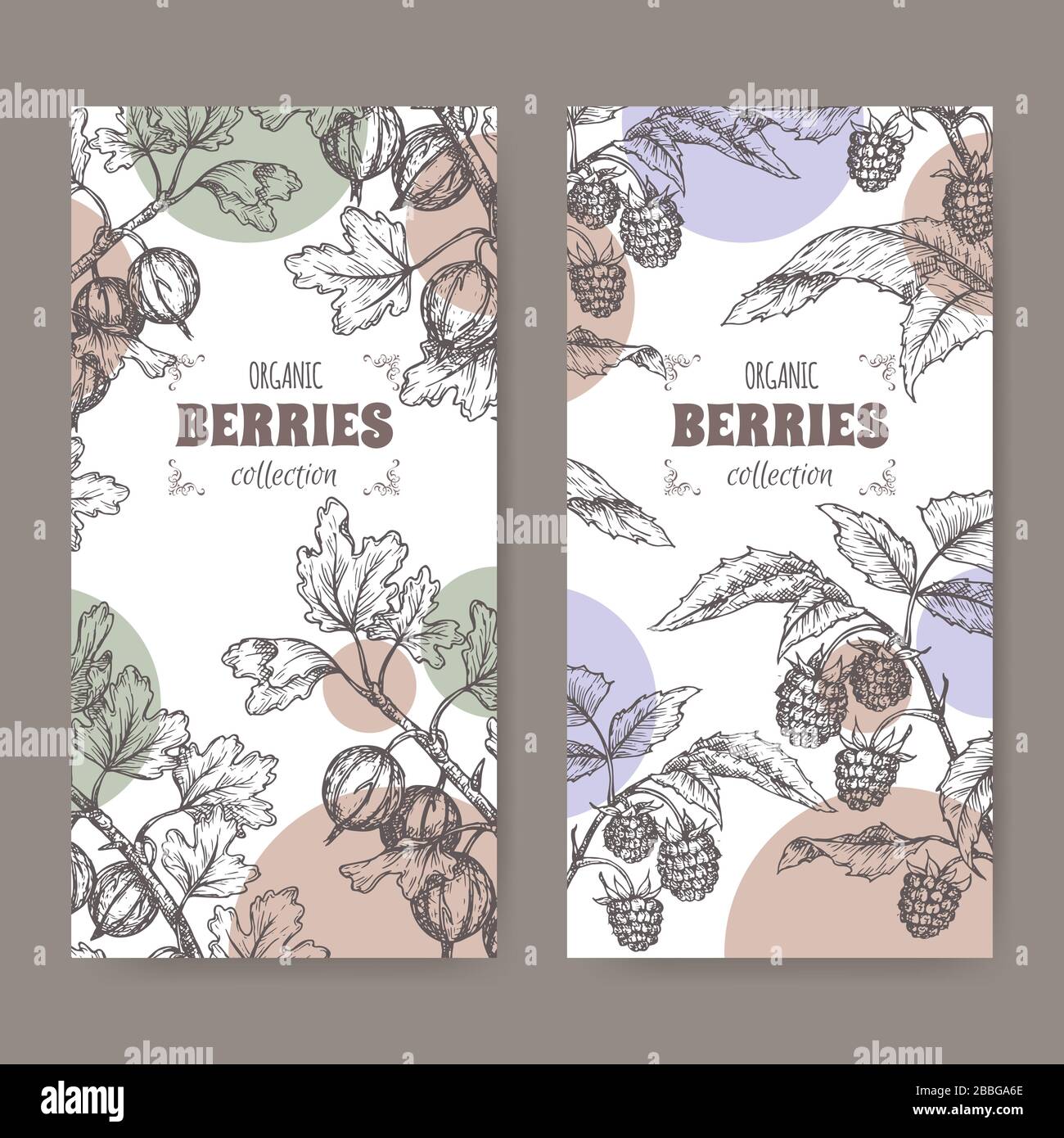 Set aus zwei Fliedern mit Roter Himbeere alias Rubus Idaeus und Gooseberry alias Ribes uva-crispa Sketch. Beerenfrüchteserie. Stock Vektor