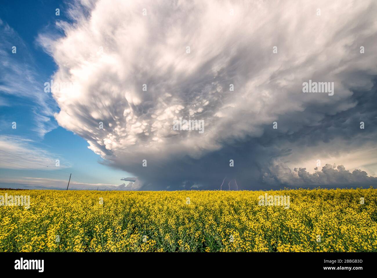 Sturm mit Mammatus und Blitzschlag über Rapsfeld im ländlichen Süden Manitobas Kanadas Stockfoto