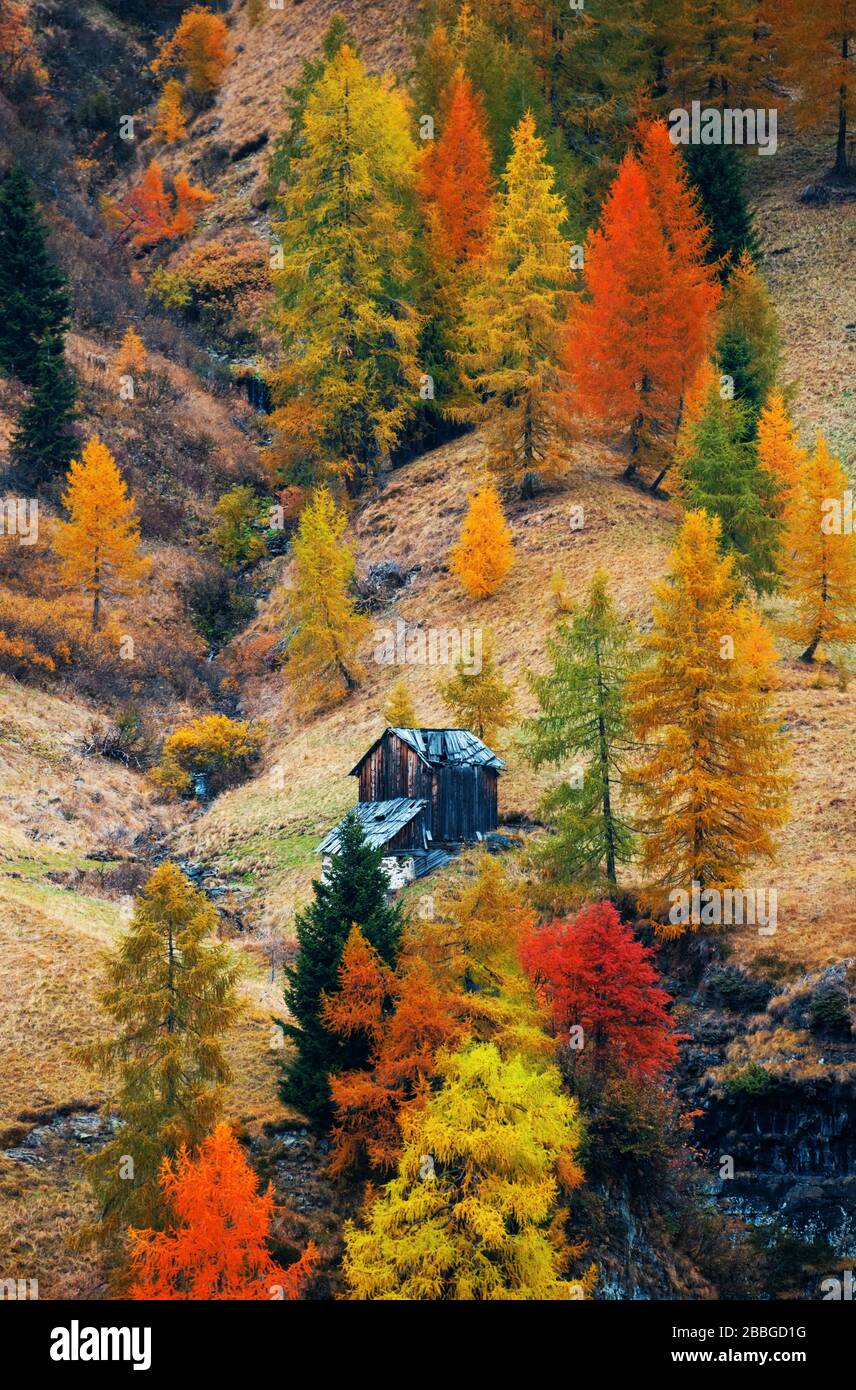 Farbenfrohes Blattwerk in den Bergen im Herbst mit natürlicher Landcape in Norditalien Stockfoto