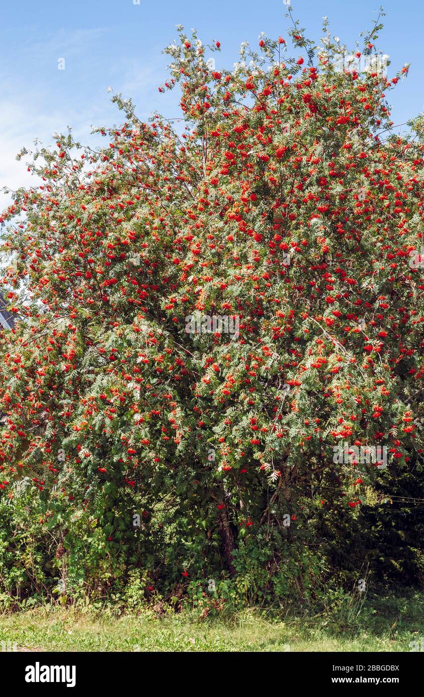 Sehr üppige Rowane oder Gebirgs-Asche-Baum mit vielen roten Beeren im Herbst in Nordeuropa. Stockfoto