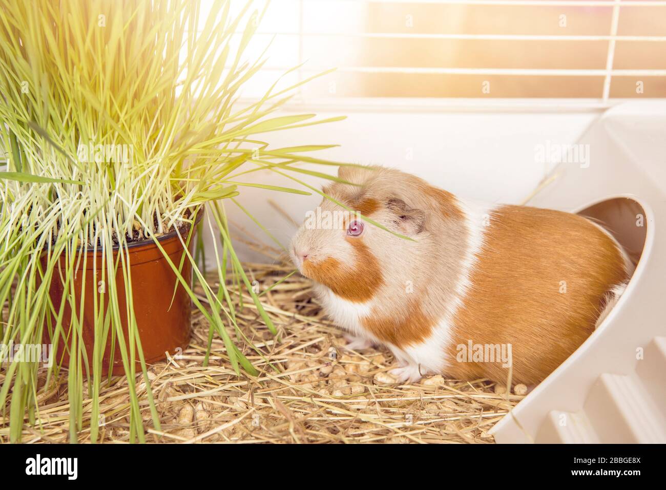 Hausmeerschweinchen (Cavia porcellus), das im Winter frisches Katzgras im Käfig zu Hause isst. Stockfoto