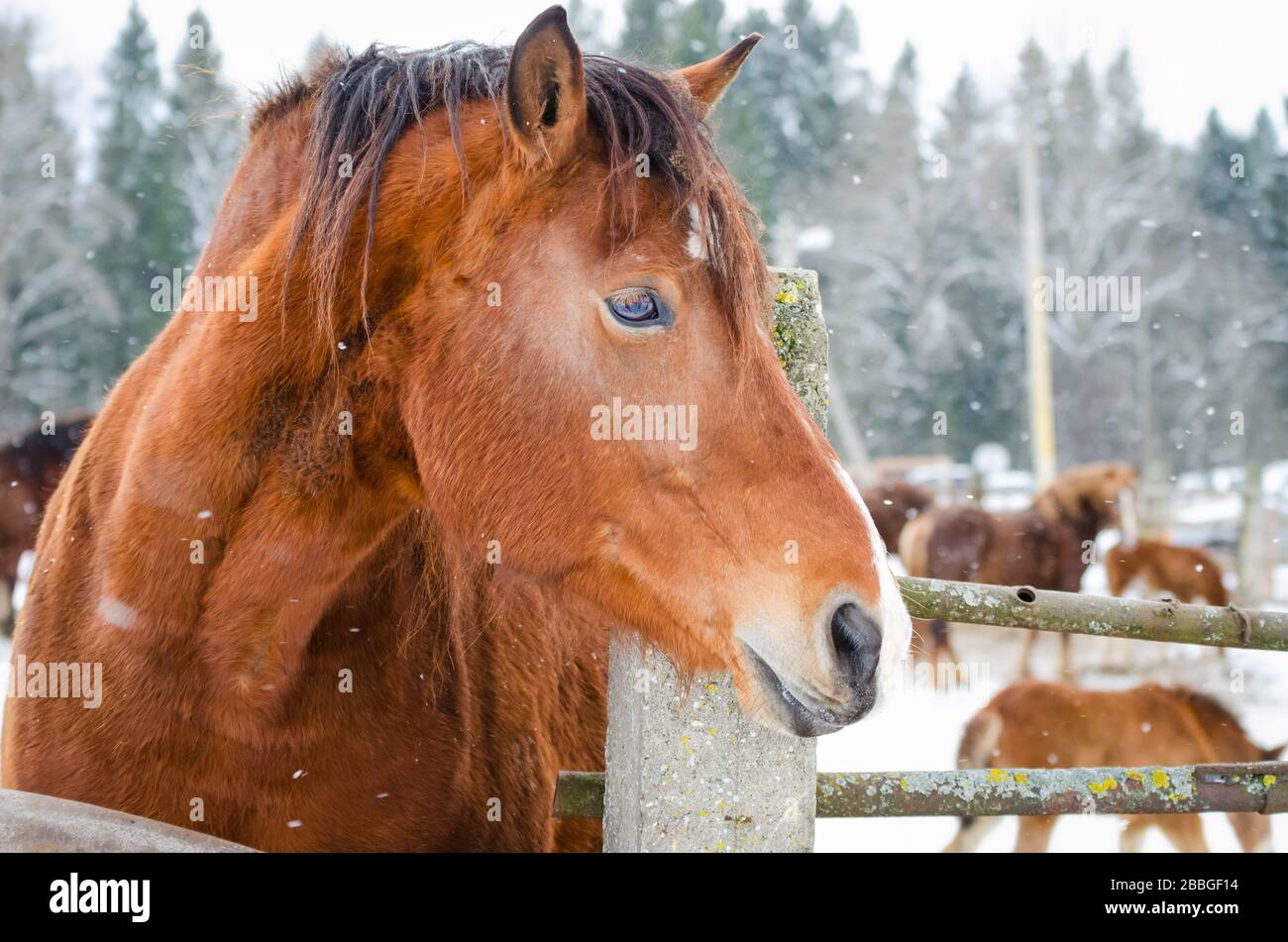 Rotes Pferdekopfporträt. Stockfoto