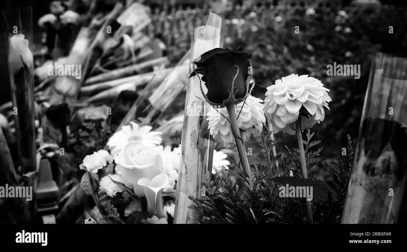 Bieten Sie den Opfern von Terrorismus, Gewalt und Symbolfrieden Blumen an Stockfoto