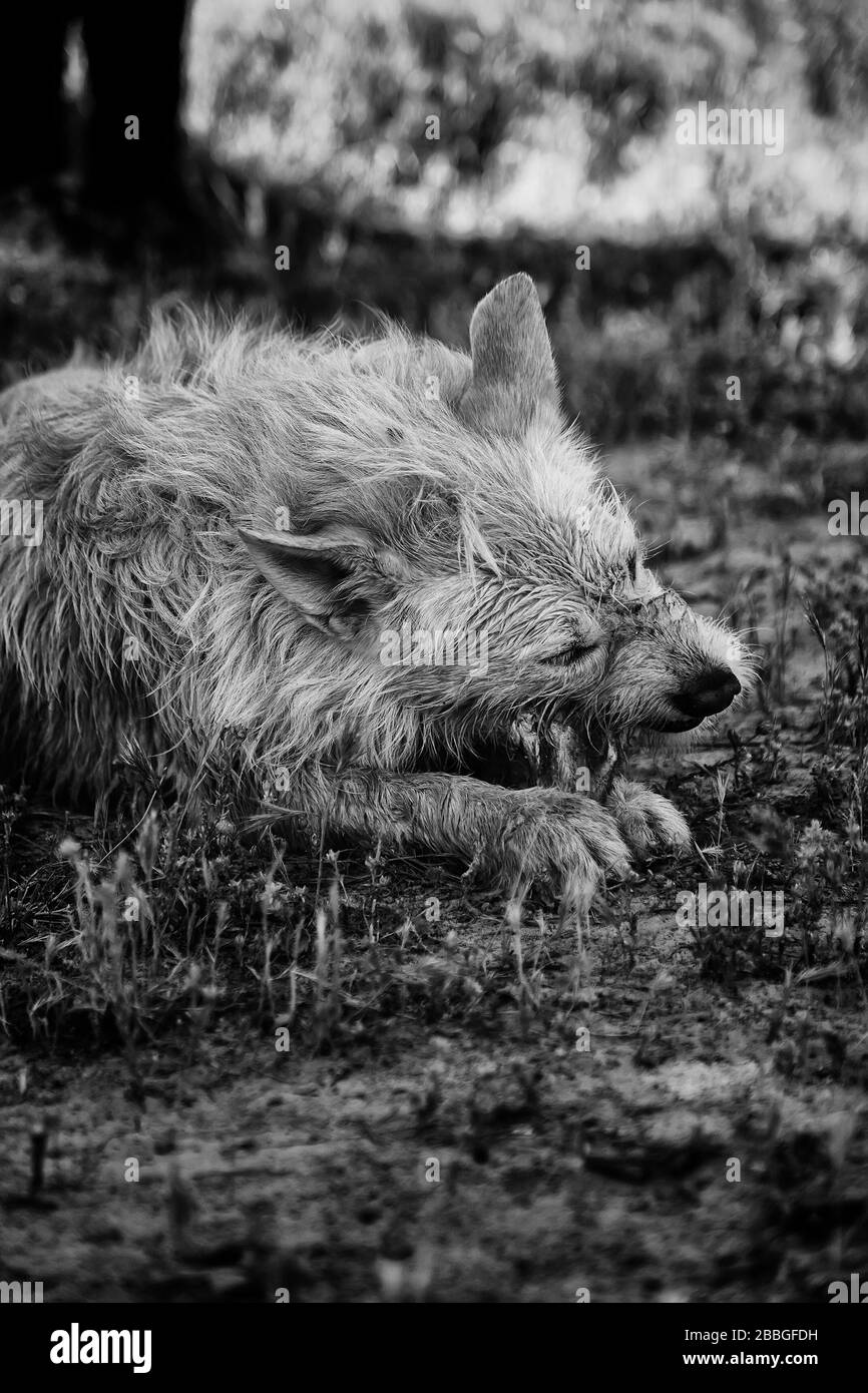 Hundjäger, der Knochen auf dem Feld, in Tieren und in der Natur isst Stockfoto