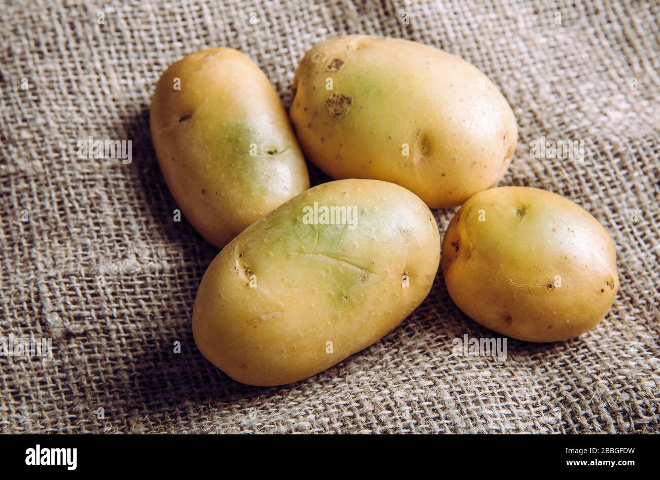 Sonnenlicht und Wärme verwandeln Kartoffeln Haut grün Witch enthält hohe Mengen eines Toxins, Solanin, das Krankheit verursachen kann und giftig ist. Kaufen Sie nicht und Stockfoto