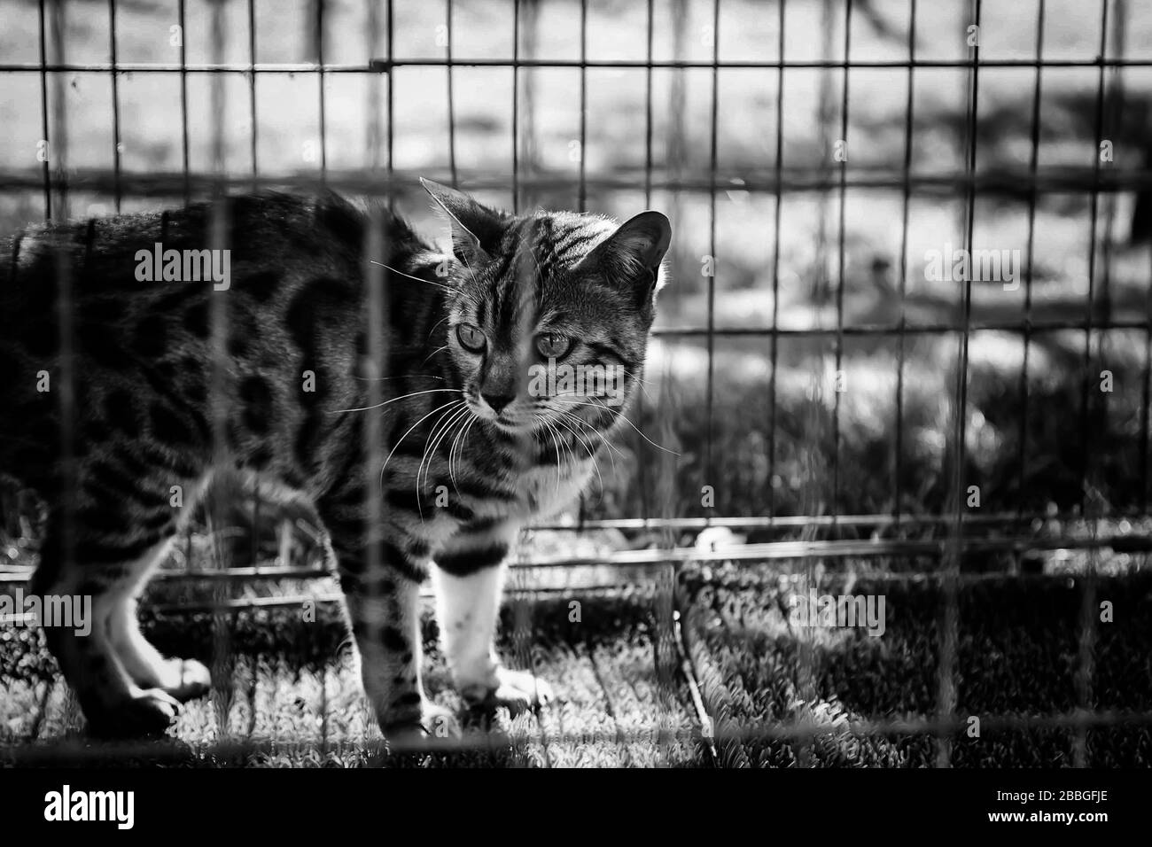 Wildkatze im Zoo gekadert, Tiermissbrauch Stockfoto