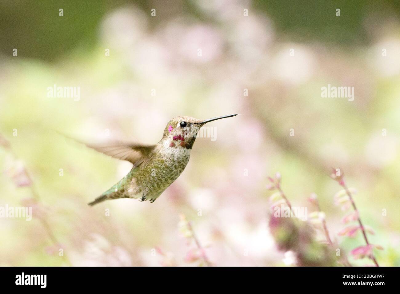 Hummingbird hoving neben einer blühenden Blume in Horseshoe Bay, Texas, USA Stockfoto