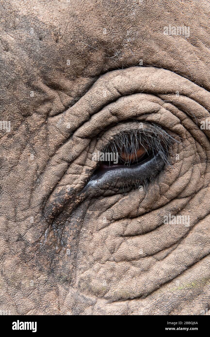 Indien, Madhya Pradesh, Bandhavgarh-Nationalpark. Asiatischer Elefant, Kopfdetails. Stockfoto