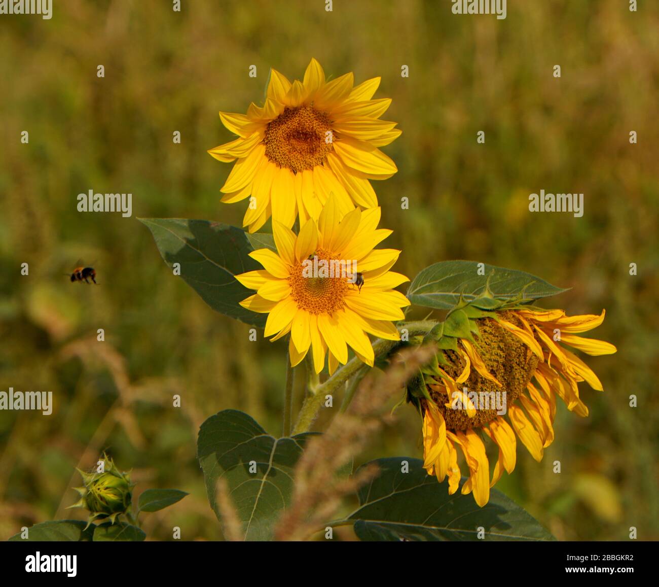Nahaufnahme der Sonnenblume auf dem Feld Stockfoto