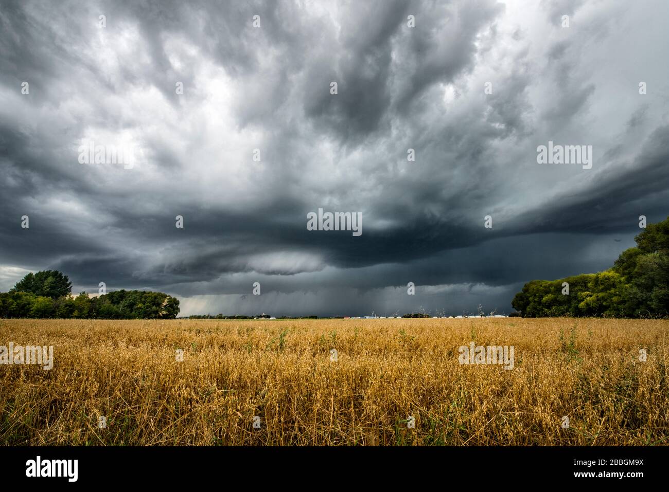 Sturm bildet eine Wandwolke über dem ländlichen Weizenfeld im Süden Manitobas Kanadas Stockfoto