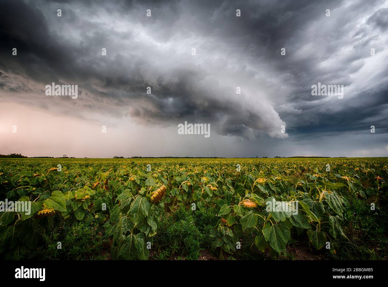Sturm bildet eine Regalwolke über dem ländlichen Sonnenblumenfeld im Süden Manitobas Kanadas Stockfoto