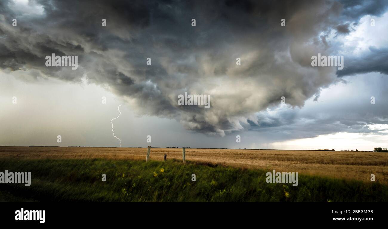 Sturm mit Regen und Blitz über Weizenfeld im ländlichen Süden Manitobas Kanadas Stockfoto