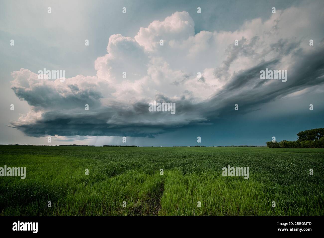 Sturm bildet eine Regalwolke über dem Feld im Süden Manitobas, Kanada Stockfoto